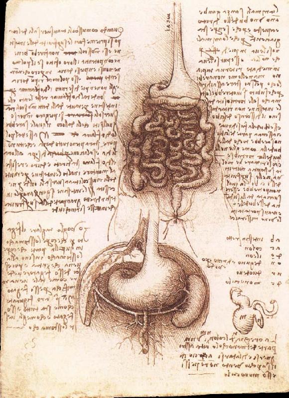 LEONARDO da Vinci Anatomical drawing of the stomach and the intestine Sweden oil painting art